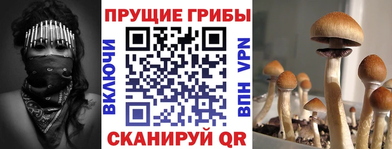 Псилоцибиновые грибы прущие грибы Гаджиево